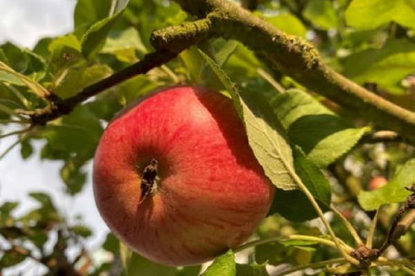 Förderprogramm des Amtes&nbsp;<br>für Ländliche Entwicklung<br><br>Foto: Michael Ullwer, ALE Obfr.
